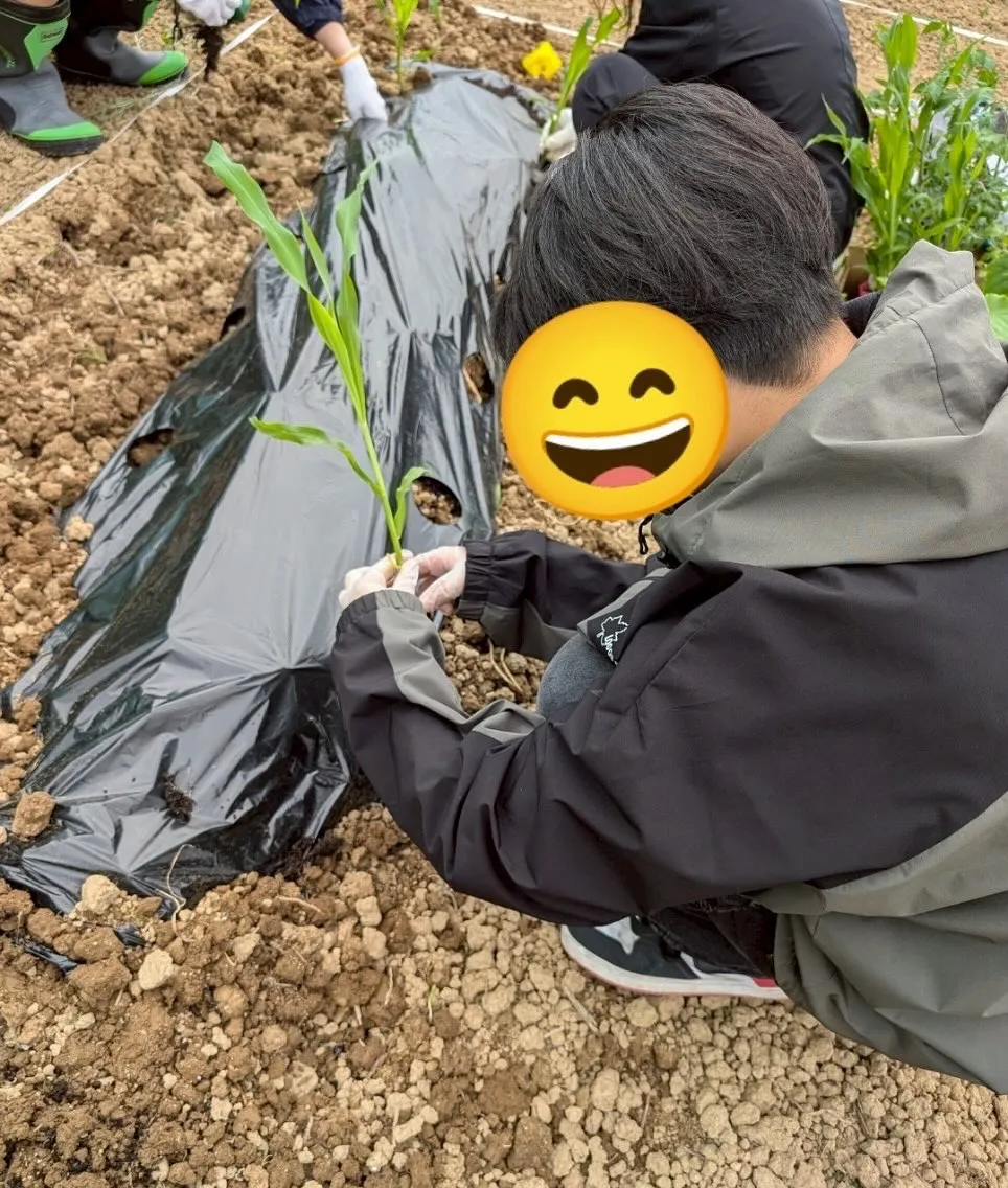 畑に苗を植えました🌱