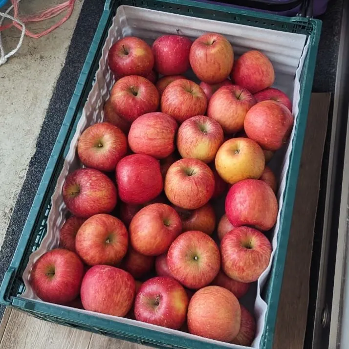 今日は、とても美味しそうなりんごをたくさんいただきました🍎✨