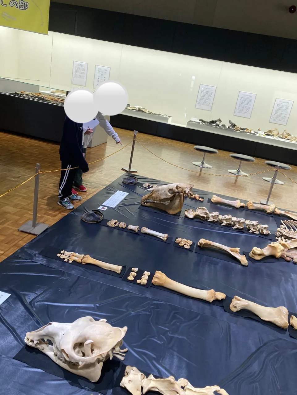 【児発・放デイ】北海道博物館🦴【札幌市北区児童デイ】